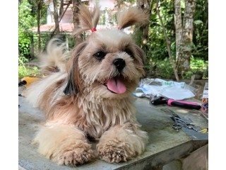 Dog Grooming