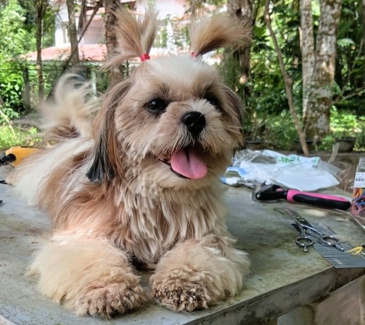 dog-grooming-big-0