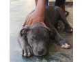 bully-female-puppy-small-0