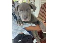 bully-female-puppy-small-1