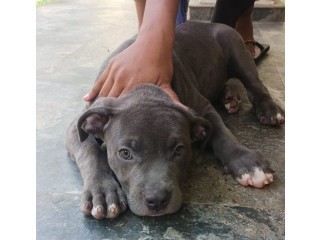 Bully Female Puppy