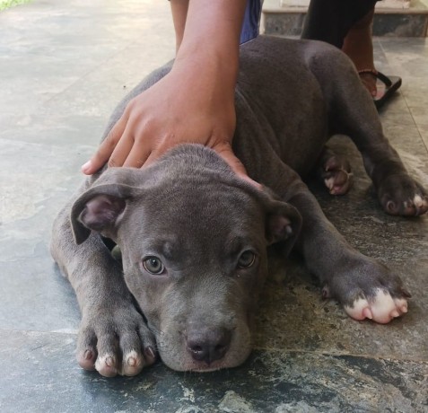 bully-female-puppy-big-0
