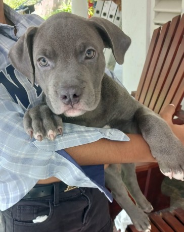 bully-female-puppy-big-1