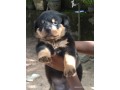 rottweiler-puppies-small-1