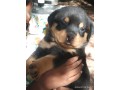 rottweiler-puppies-small-2