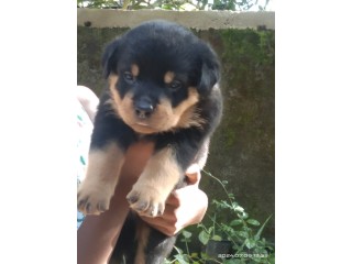 Rottweiler puppies