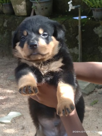 rottweiler-puppies-big-1