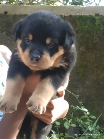 rottweiler-puppies-big-0