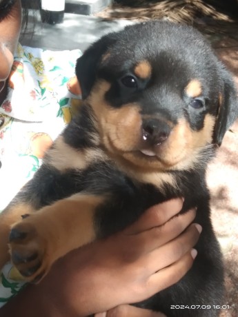 rottweiler-puppies-big-2