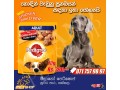 pedigree-adult-wet-pack-small-0
