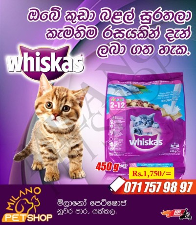 whiskas-kitten-foods-big-0