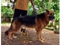 german-shepherd-dog-for-crossing-small-0