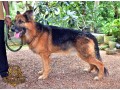 german-shepherd-dog-for-crossing-small-1