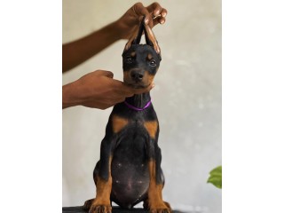 Doberman puppy