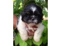 shih-tzu-puppy-kasl-small-0