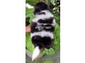 shih-tzu-puppy-kasl-small-1