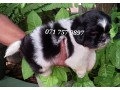 shih-tzu-puppy-kasl-small-3