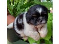 shih-tzu-puppy-kasl-small-2