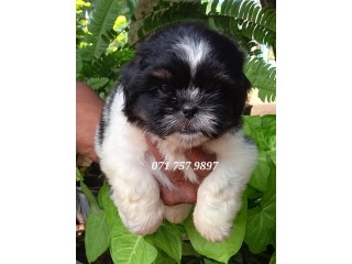 Shih Tzu Puppy - KASL