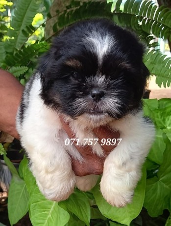 shih-tzu-puppy-kasl-big-0