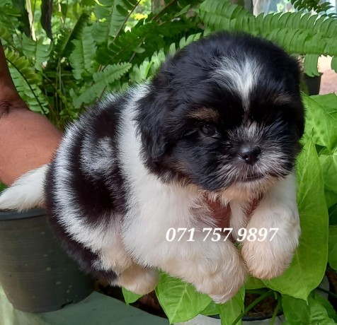 shih-tzu-puppy-kasl-big-2