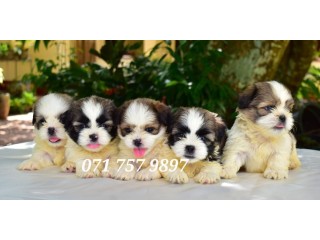 Shih Tzu Puppies KASL Registered