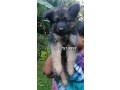 german-shepherd-puppies-small-1