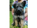 german-shepherd-puppies-small-0