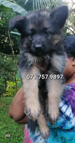 german-shepherd-puppies-big-1