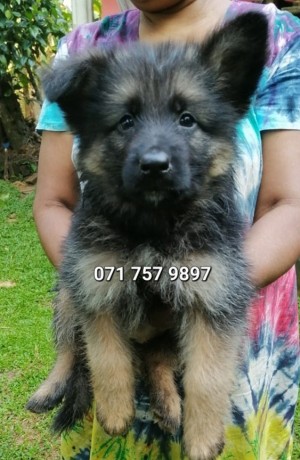 german-shepherd-puppies-big-0