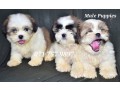 shih-tzu-male-puppies-small-0