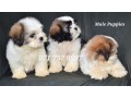 shih-tzu-male-puppies-small-1