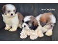 shih-tzu-male-puppies-small-3