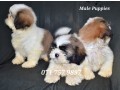 shih-tzu-male-puppies-small-4