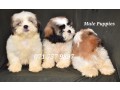 shih-tzu-male-puppies-small-2