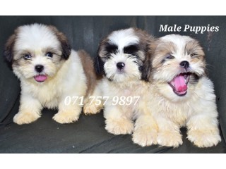 Shih Tzu Male puppies