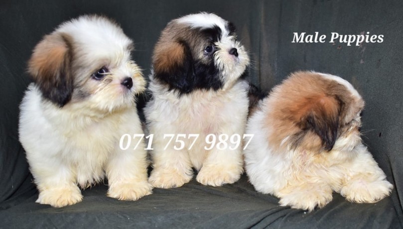 shih-tzu-male-puppies-big-1