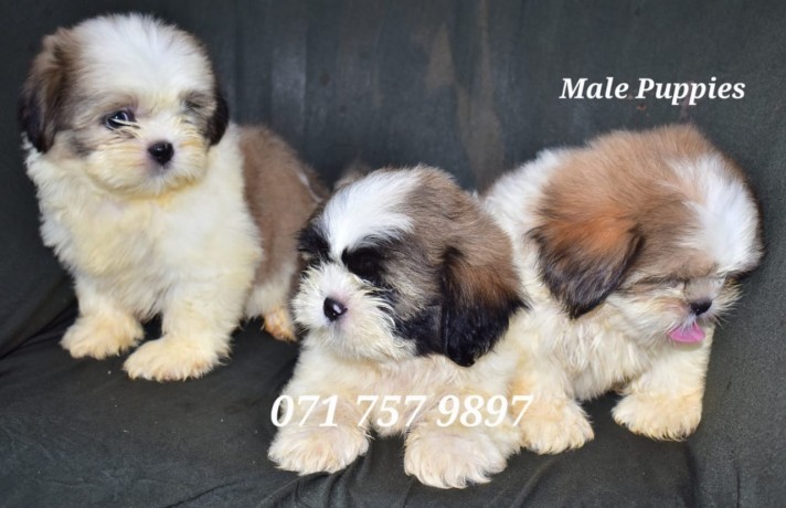 shih-tzu-male-puppies-big-3