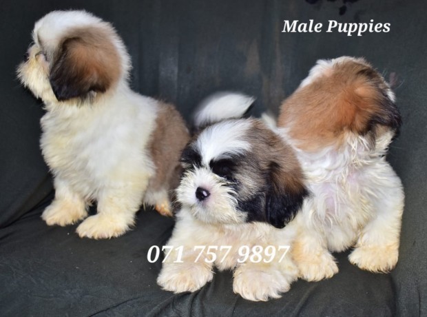 shih-tzu-male-puppies-big-4