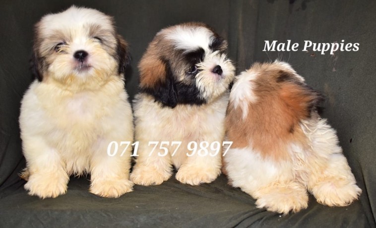 shih-tzu-male-puppies-big-2