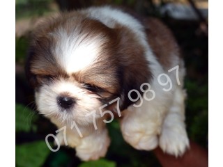 Shih Tzu Female Puppies