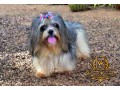 shih-tzu-for-crossing-small-0