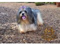 shih-tzu-for-crossing-small-1