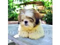 kasl-registered-shih-tzu-puppy-small-0