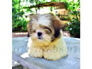 KASL Registered Shih Tzu Puppy