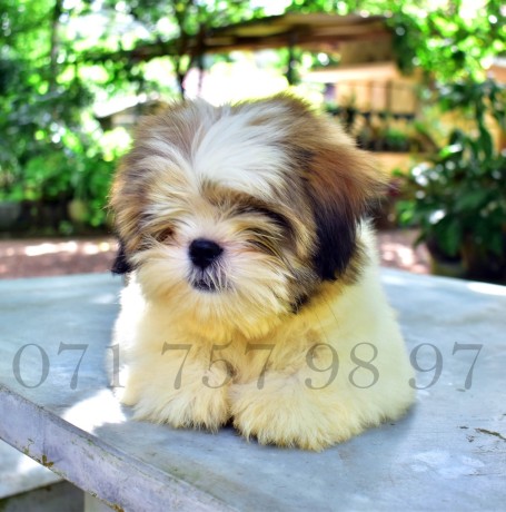 kasl-registered-shih-tzu-puppy-big-0