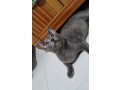 female-russian-blue-one-and-half-year-old-cat-small-1