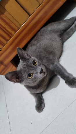 female-russian-blue-one-and-half-year-old-cat-big-0