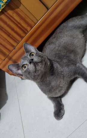 female-russian-blue-one-and-half-year-old-cat-big-1