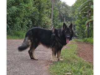German Shepherd Male for Crossing